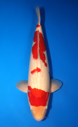 Kohaku - koi #x1014m007-x0328m020