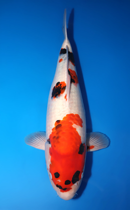 Showa - koi #x1014m008-x0321m002