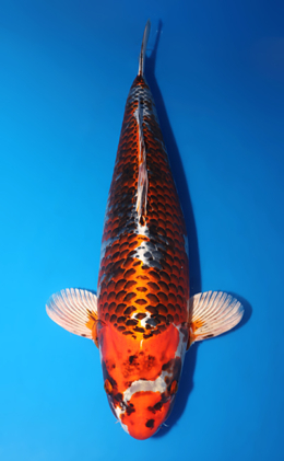 Kujyaku - koi #x1014m009-x0328m035