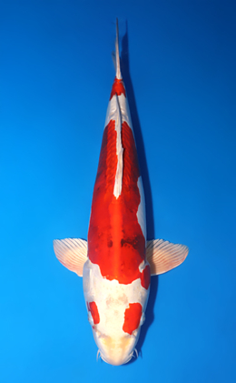 Kawari - koi #x1014m011-x0321m039