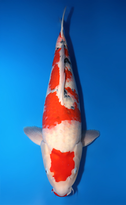 Taisho Sanke - koi #x1014m016-x0328m002