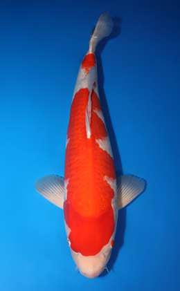 Kohaku - koi #x1014m017-x0331m005