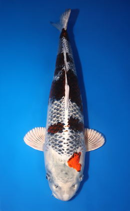 Kujyaku - koi #x1014m018