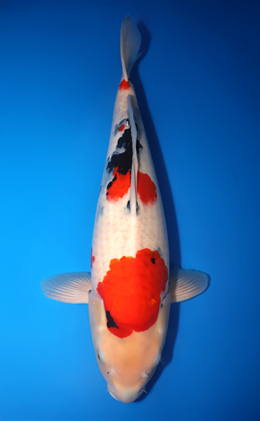 Showa - koi #x1014m019-x0321m009