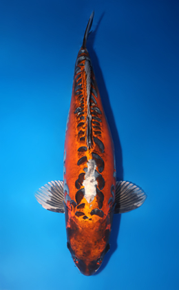 Kin Kikokuryu - koi #x1014m023-x0331m012