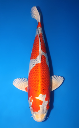 Kujyaku - koi #x1014m026-x0605m010