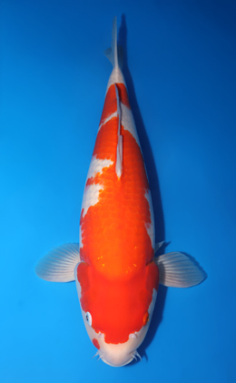 Kohaku - koi #x1014m029-x0606m050