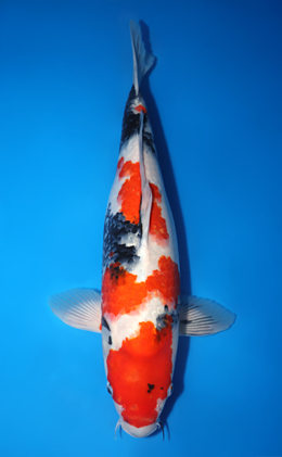 Showa - koi #x1014m030-x0606m026