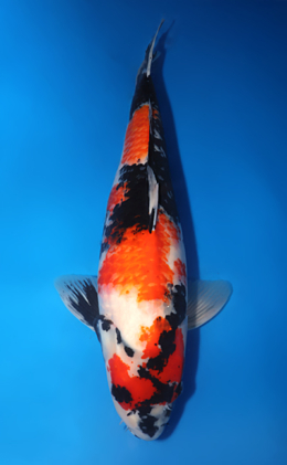 Showa - koi #x1014m035-x606m029