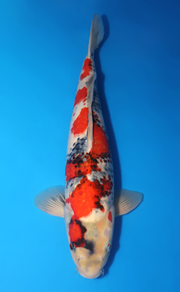 Showa - koi #x1014m036-x0606m015