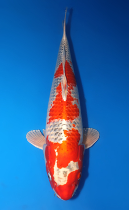 Kujyaku - koi #x1014m037-x0605m016