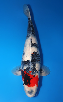 Showa - koi #x1014m038-x0606m066