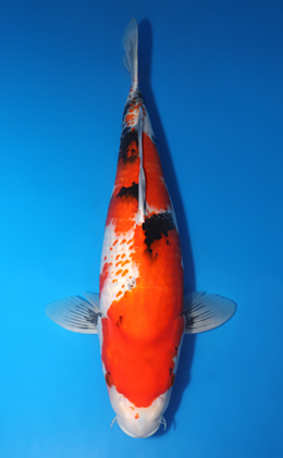 Kanoko Showa - koi #x1014m040-x0605m008