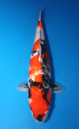 Showa - koi #x1014m043-x0606m044