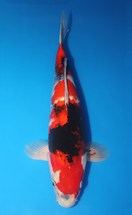 Showa - koi #x1014m044-x0606m023