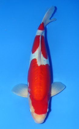 Doitsu Kohaku - koi #x1014n002