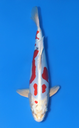 Doitsu Yamato Nishiki - koi #x1014n006