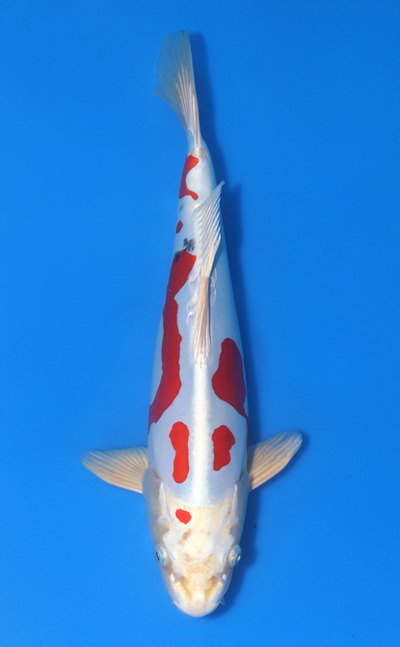 Primitive Yamashita Koi 8.0インチ Primitive Yamashita Koi 8.0インチ