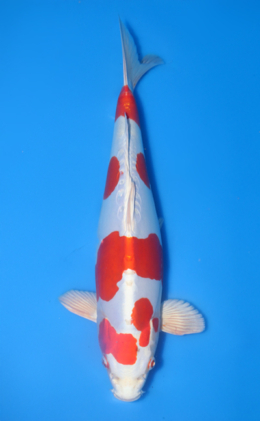 Kikusui - koi #x1014n007