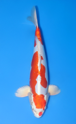 Kikusui - koi #x1014n008