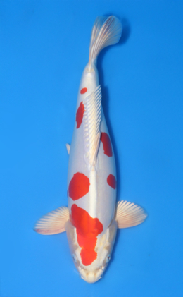 Kikusui - koi #x1014n009