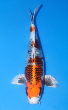 Kin Showa - koi #x1014n015