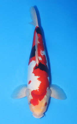 Doitsu Showa - koi #x1014n019