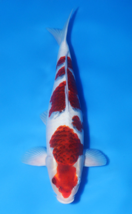 Metalic Koromo - koi #x1014n023