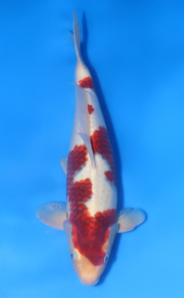 Metalic Koromo - koi #x1014n024