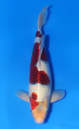 Metalic Koromo - koi #x1014n025