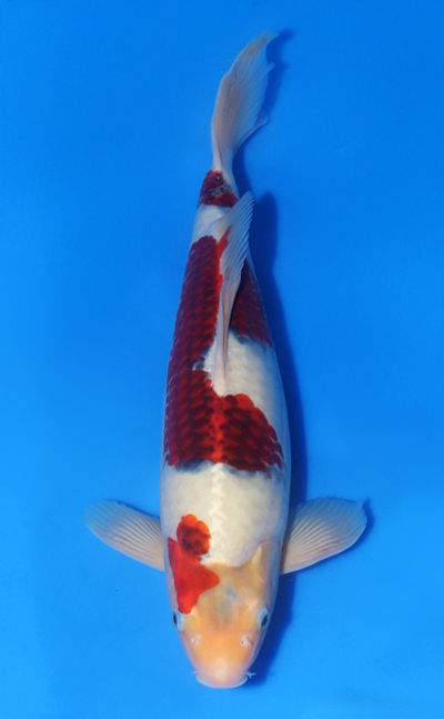 View High Quality Koi Available from Kodama Koi Farm