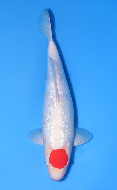 Ginrin Tancho Kohaku - koi #x1015n002