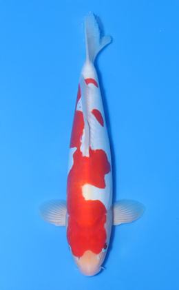 Doitsu Kohaku - koi #x1015n005