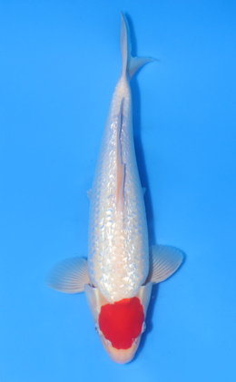 Ginrin Tancho Kohaku - koi #x1015n010