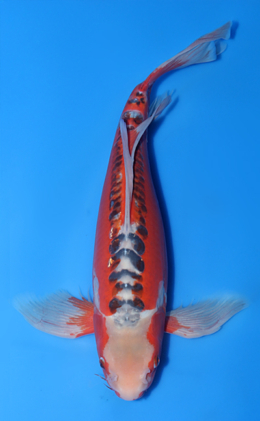 Hirenaga Shusui - koi #x1015n022