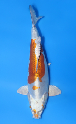Doitsu Metallic Ochiba - koi #x1015n025