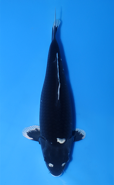 Hajiro - koi #x1015n026 - Yamasan Koi Farm