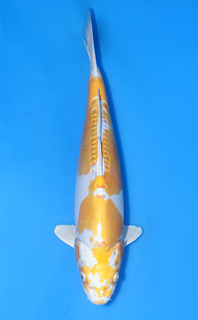 Doitsu Lemon Hariwake - koi #x1015n027 - Yamasan Koi Farm
