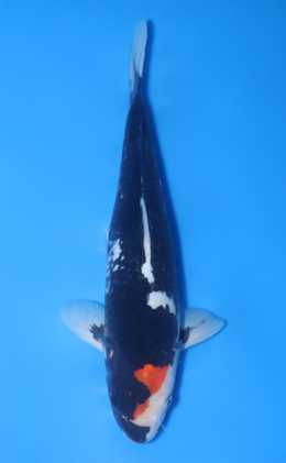 Sumi Sakura - koi #x1016n012