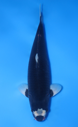 Hajiro - koi #x1016n013