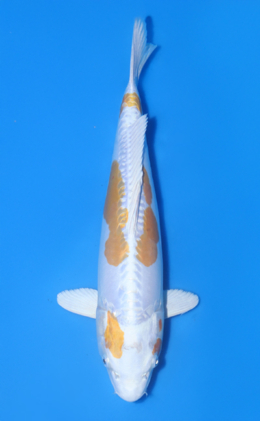 Doitsu Lemon Hariwake - koi #x1016n015