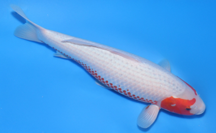 Asagi - koi #x1016n020 - Side View