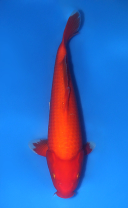 Benigoi - koi #x1016n026