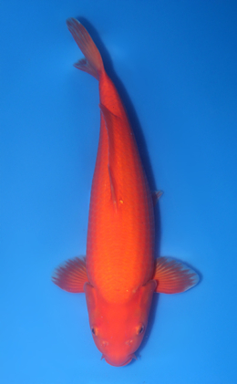 Benigoi - koi #x1016n027