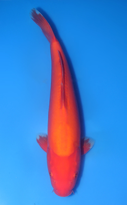 Doitsu Benigoi - koi #x1016n028