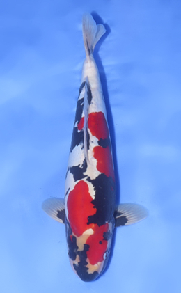 Doitsu Showa - koi #x1017n001