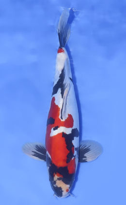 Doitsu Showa - koi #x1017n003