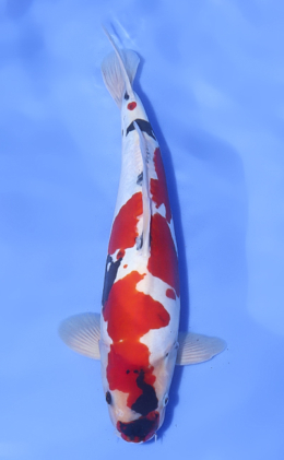 Doitsu Showa - koi #x1017n004