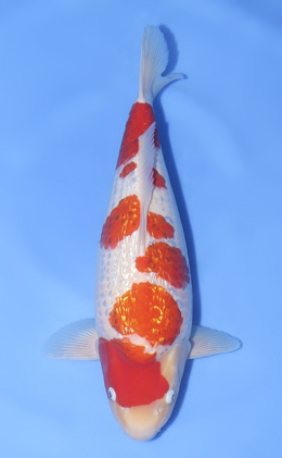 Ginrin Kohaku - koi #x1017n020