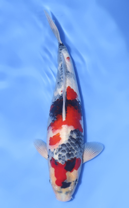 Showa - koi #x1017n021